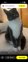 Lost Male Cat last seen Marine View Drive, Tulalip Bay, WA 98271