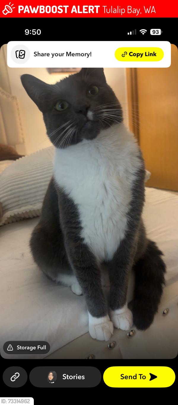 Lost Male Cat last seen Marine View Drive, Tulalip Bay, WA 98271