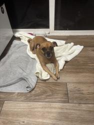Reunited Female Dog last seen Fairmount Ave city heights, San Diego, CA 92105