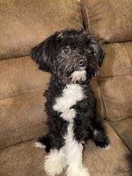 Found/Stray Male Dog last seen San Bernardino Ave between Orange St and Texas St, Redlands, CA 92374