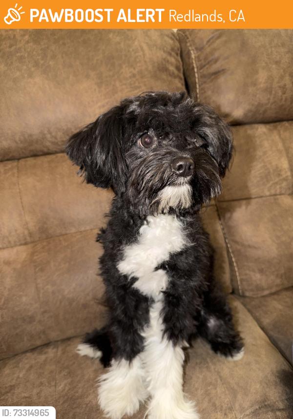 Found/Stray Male Dog last seen San Bernardino Ave between Orange St and Texas St, Redlands, CA 92374