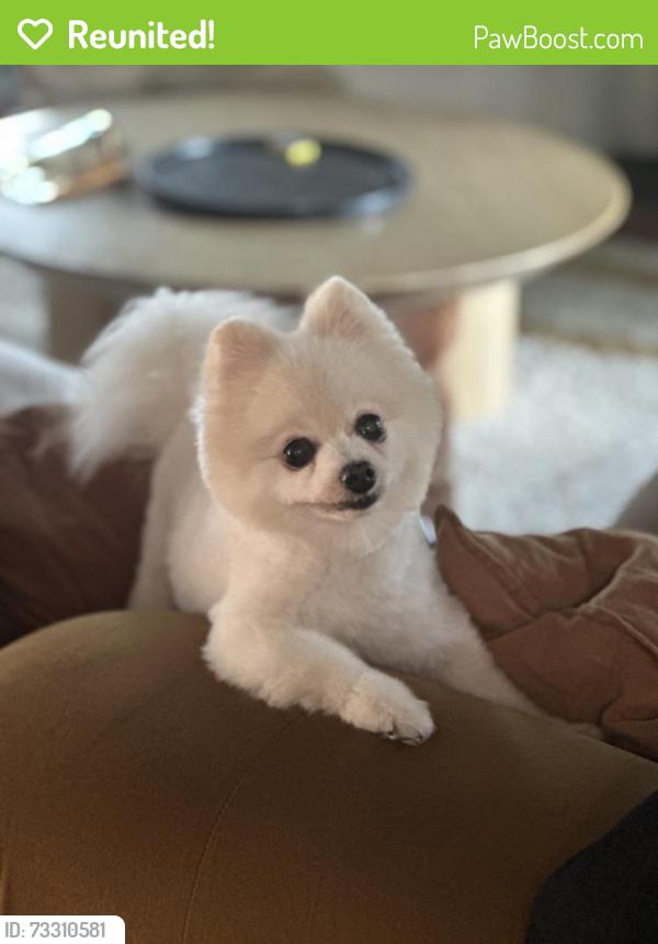 Reunited Male Dog last seen Willow Street / Atlantic, Long Beach, CA 90806