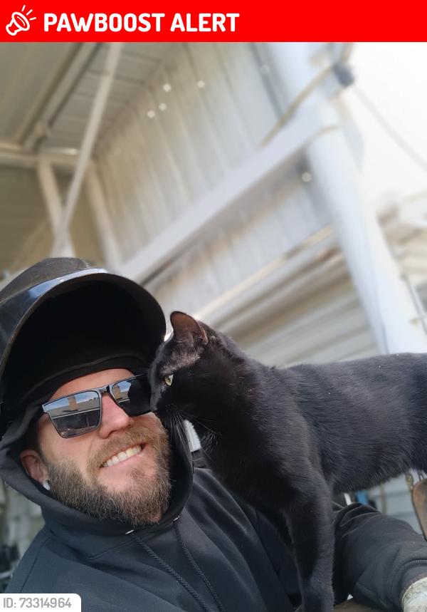 Lost Male Cat last seen Near quest dr, North Charleston, SC 29418