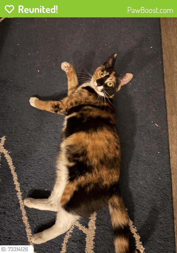 Reunited Female Cat last seen Zinnia apar, Shoreline, WA 98133