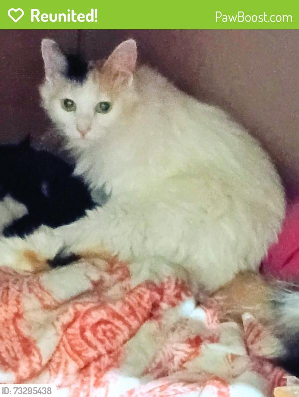 Reunited Female Cat last seen Sycamore school rd, Fort Worth, TX 76133
