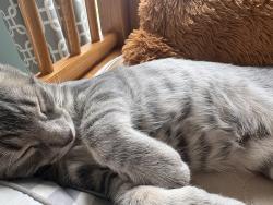 Lost Male Cat last seen Rosemont Avenue, Ridley Park Pa, Ridley Park, PA 19078