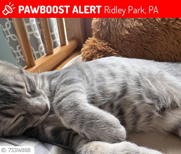 Lost Male Cat last seen Rosemont Avenue, Ridley Park Pa, Ridley Park, PA 19078