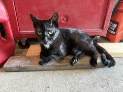 Lost Male Cat last seen 4th St. and 17th Ave., Vero Beach, FL 32960