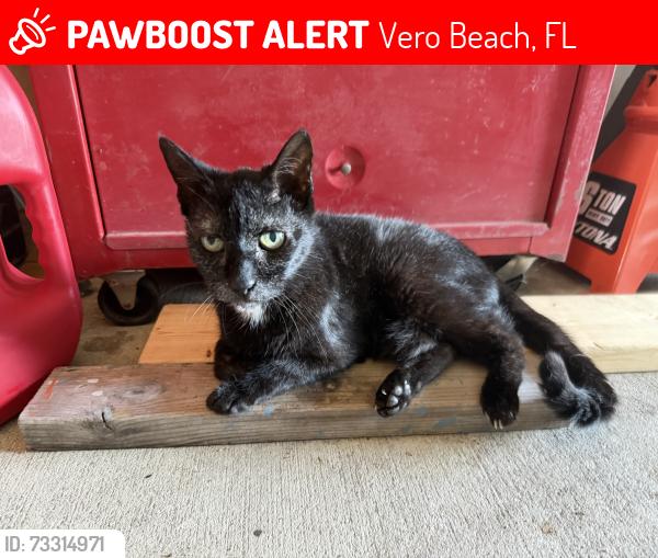 Lost Male Cat last seen 4th St. and 17th Ave., Vero Beach, FL 32960