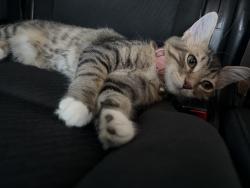 Lost Female Cat last seen University and higley, Mesa, AZ 85205