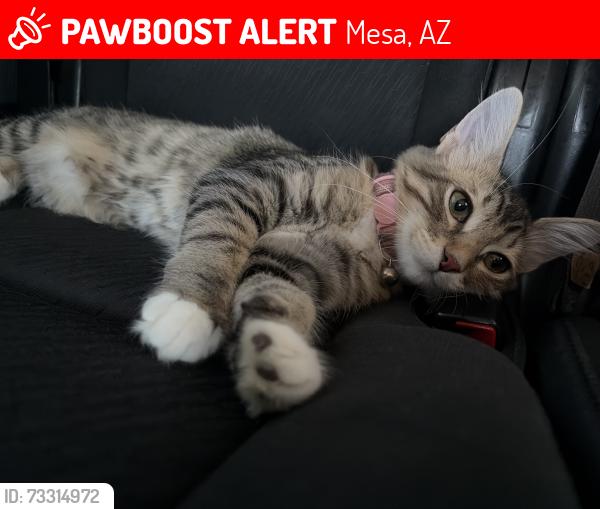 Lost Female Cat last seen University and higley, Mesa, AZ 85205