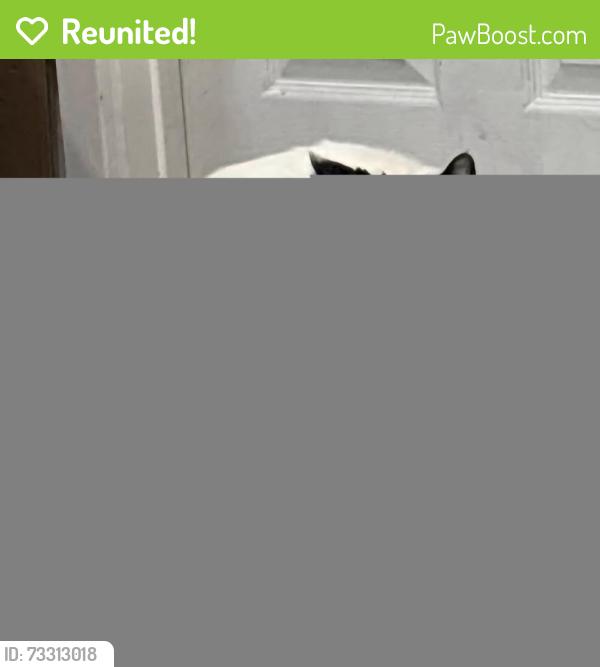 Reunited Male Cat last seen E 2nd st. & S Vine st., Port Angeles, WA 98362