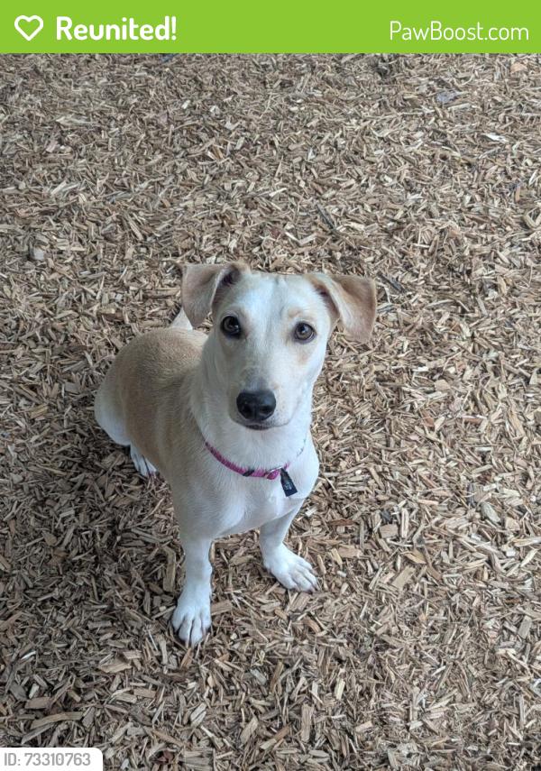 Reunited Female Dog last seen West Virginia Ave heading towards Mt Olivet, Washington, DC 20002