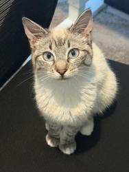 Lost Female Cat last seen S Sordello Ave, Tracy, CA 95391