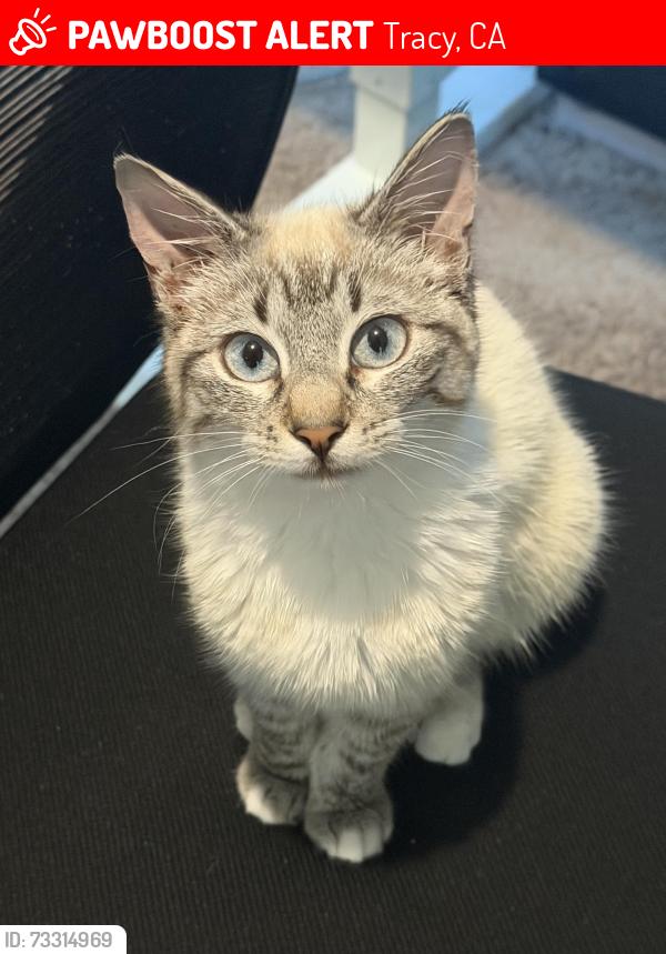 Lost Female Cat last seen S Sordello Ave, Tracy, CA 95391