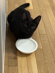 Found/Stray Male Cat last seen Hermosa, Chicago, IL 60639