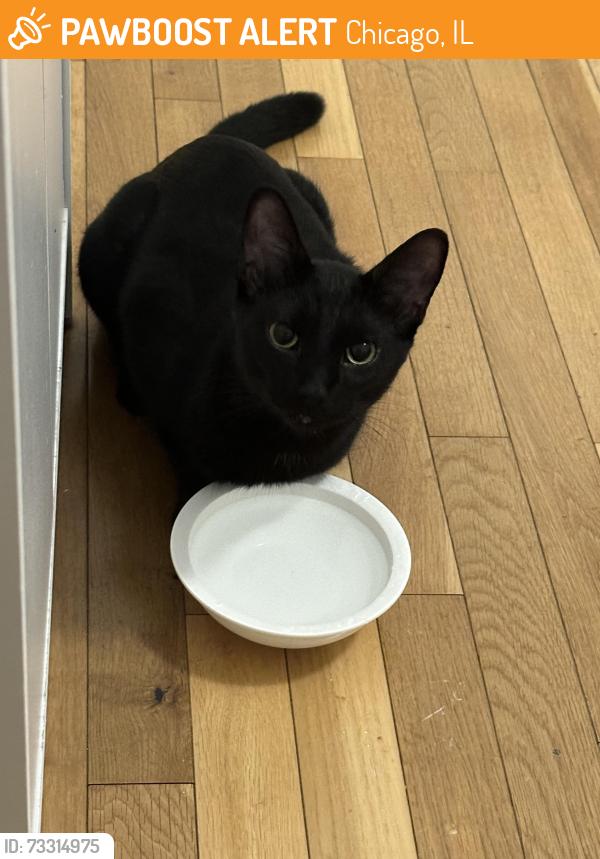 Found/Stray Male Cat last seen Hermosa, Chicago, IL 60639