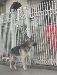 Found/Stray Unknown Dog last seen 80th Ave and Rudsdale, Oakland, CA 94621