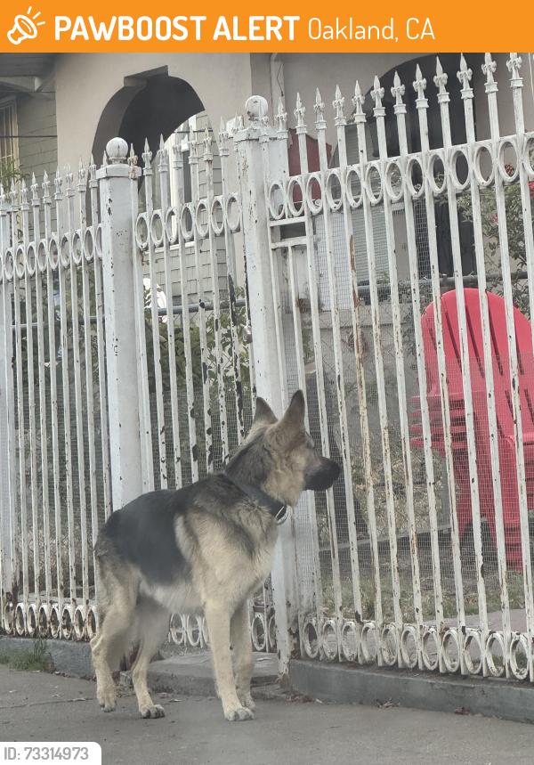 Found/Stray Unknown Dog last seen 80th Ave and Rudsdale, Oakland, CA 94621