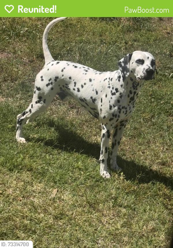 Reunited Male Dog last seen Andrews, Hampton, VA 23663