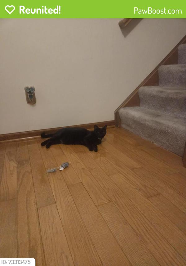 Reunited Female Cat last seen Bohlen and Honeysuckle Ln, Hilliard, OH 43026