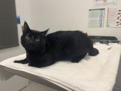 Shelter Stray Male Cat last seen N Kensington and NE 83rd, 64119, MO, 7077 Elmwood Ave, Kansas City, MO 64132, USA