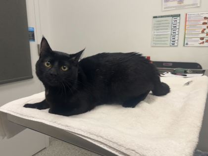 Shelter Stray Male Cat last seen N Kensington and NE 83rd, 64119, MO, 7077 Elmwood Ave, Kansas City, MO 64132, USA