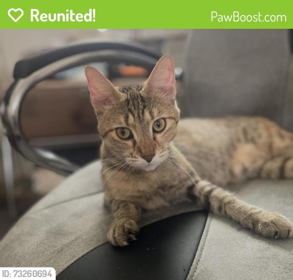 Reunited Female Cat last seen St. Tommy Prince Street, Winnipeg, MB R2X 0K3