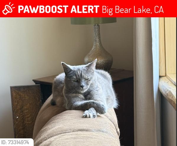 Lost Female Cat last seen Near Juniper Drive , Big bear Lake CA, Big Bear Lake, CA 92315