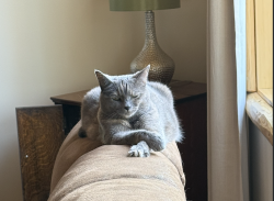 Lost Female Cat last seen Near Juniper Drive , Big bear Lake CA, Big Bear Lake, CA 92315