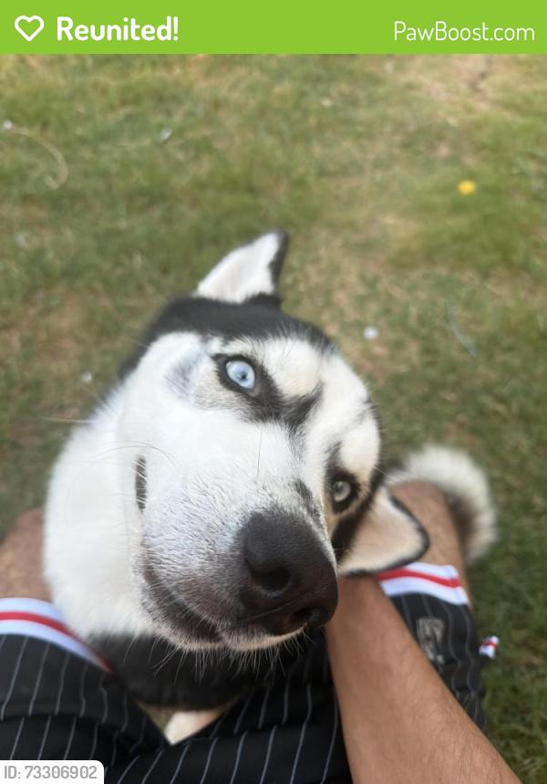 Reunited Male Dog last seen Oak ridge and willowlake dr, Little Elm, TX 75068