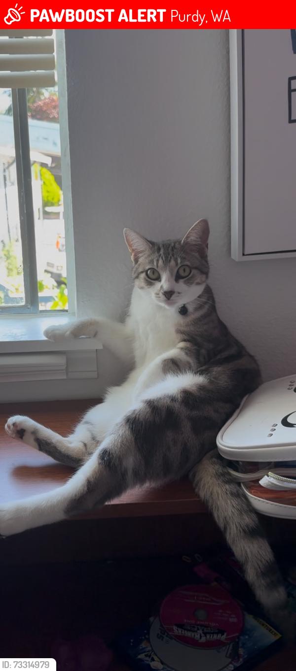 Lost Female Cat last seen Westwynd Motel, Purdy, WA 98332