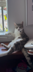 Lost Female Cat last seen Westwynd Motel, Purdy, WA 98332