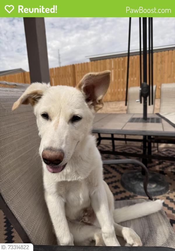 Reunited Male Dog last seen Northern and unser, Rio Rancho, NM 87124