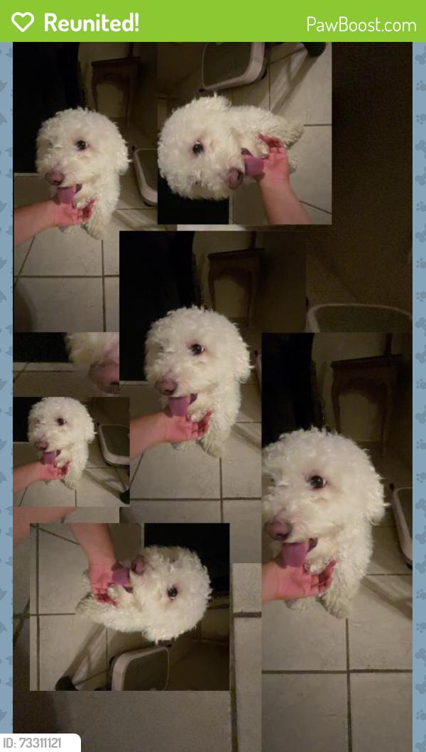 Reunited Male Dog last seen Tortuga /panaroma, Cathedral City, CA 92234