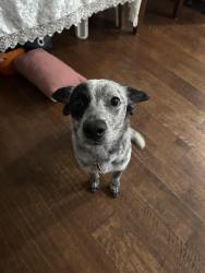 Reunited Female Dog last seen Cairnleigh dr, Houston tx, Houston, TX 77084