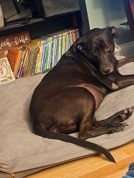 Lost Female Dog last seen 6th/Gordon/Grove/Oak, Harahan, LA 70123