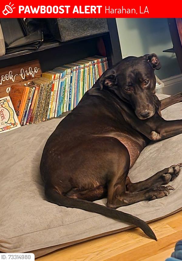 Lost Female Dog last seen 6th/Gordon/Grove/Oak, Harahan, LA 70123