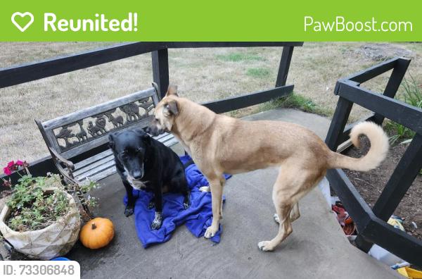 Reunited Female Dog last seen Near Vista Terrace, Blaine, WA, Blaine, WA 98230