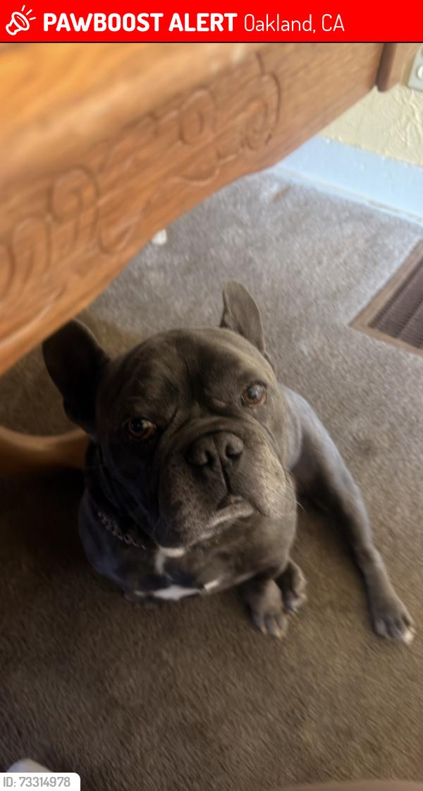 Lost Male Dog last seen Alley of 74th, Oakland, CA 94621