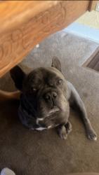 Lost Male Dog last seen Alley of 74th, Oakland, CA 94621