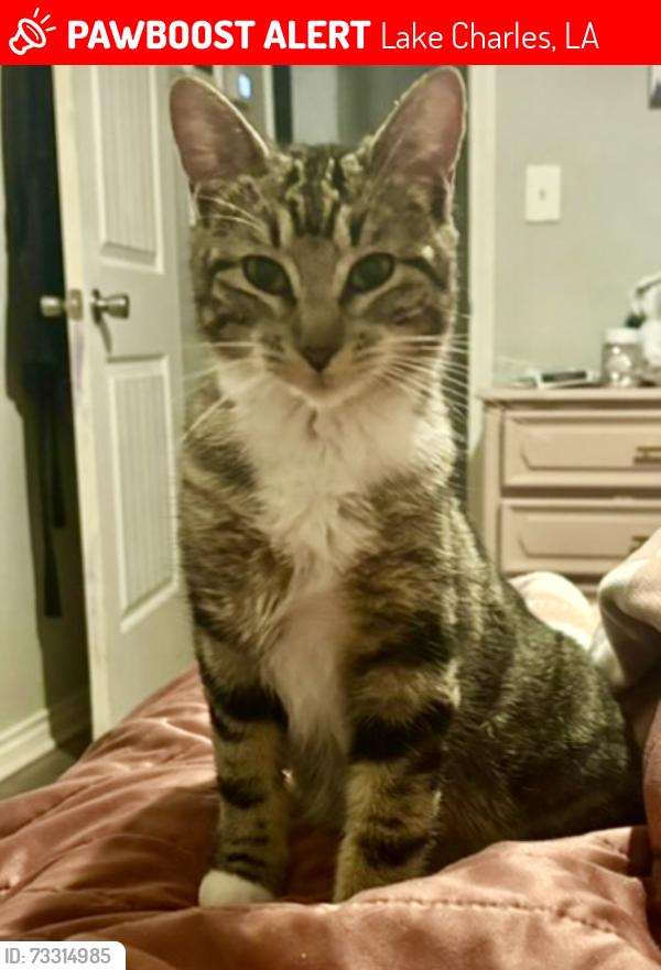 Lost Female Cat last seen Gillis cutoff Rd - Hwy 171, Lake Charles, LA 70611