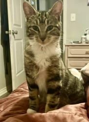 Lost Female Cat last seen Gillis cutoff Rd - Hwy 171, Lake Charles, LA 70611