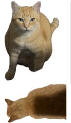 Found/Stray Male Cat last seen Brooks Ave Salem Oregon, Salem, OR 97303