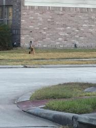 Found/Stray Female Dog last seen Sunset Breeze, Atascocita, TX 77396