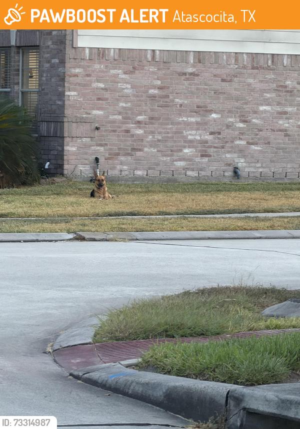 Found/Stray Female Dog last seen Sunset Breeze, Atascocita, TX 77396