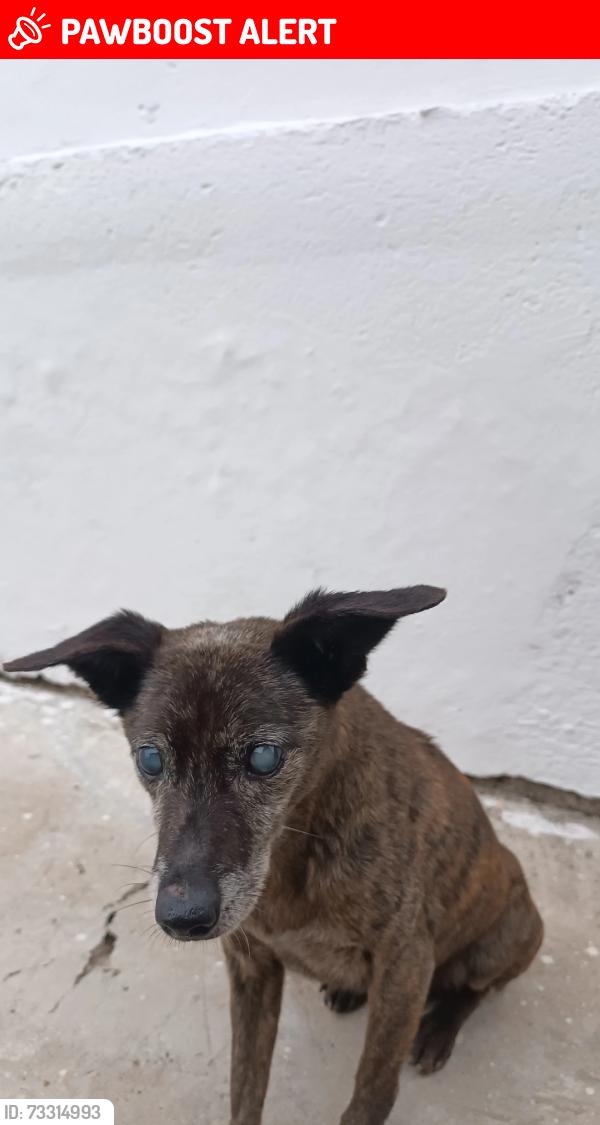 Lost Male Dog last seen Próximo ao supermercado betinard, Jardim das Gracas, PR 