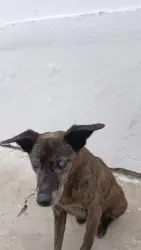 Lost Male Dog last seen Próximo ao supermercado betinard, Jardim das Gracas, PR 