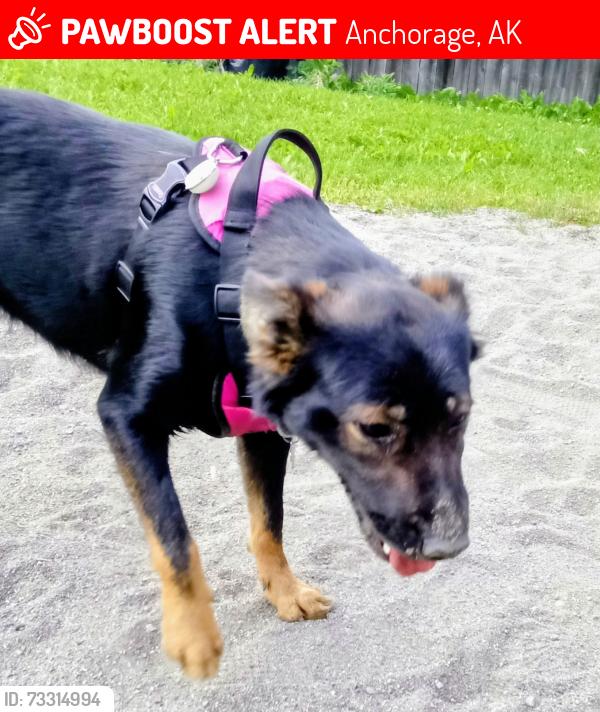Lost Female Dog last seen Downing by lake Otis, Anchorage, AK 99507
