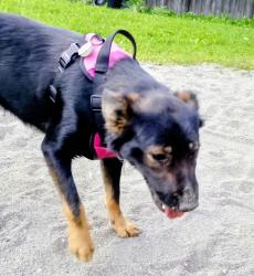 Lost Female Dog last seen Downing by lake Otis, Anchorage, AK 99507